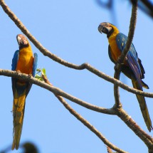 Two Macaws observing Lagoa das Araras